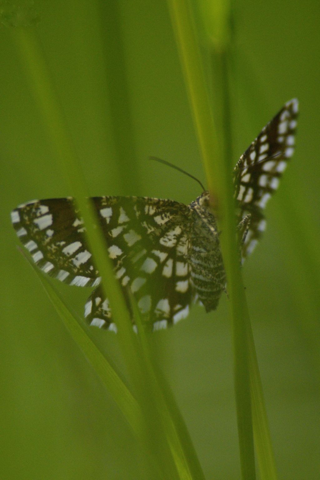 Id farfalla - Chiasmia clathrata